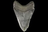 Fossil Megalodon Tooth - Georgia #109362-1